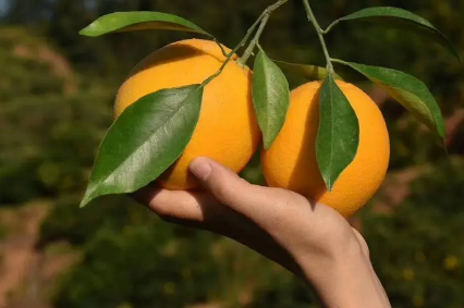脐橙是维C之王吗 脐橙的维c含量有多少