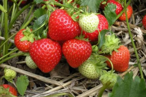 冬天吃草莓是反季节吗 草莓冬天是应季水果吗