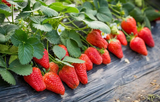 冬天草莓不放冰箱会坏吗 冬天草莓不放冰箱可以放几天
