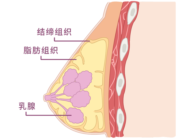 女性ABCDE罩杯到底是多大（用手让你测出女朋友罩杯尺寸）