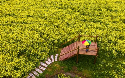 2023年江西油菜花几月份开花 2