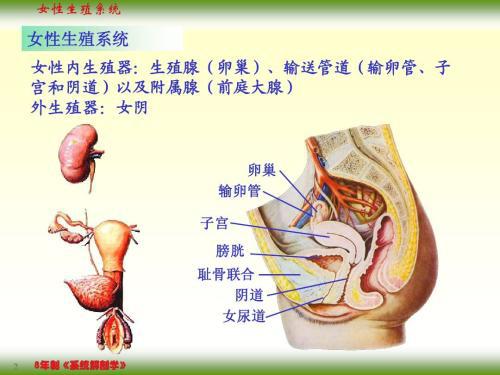女性生殖系统功能以及结构介绍（解剖学基础女性生殖系统图）