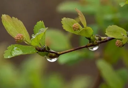 2023雨水节气还冷吗（雨水节气过后还会冷多久）