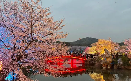 2023东湖樱园可以现场购票吗（2023东湖樱园在哪里买票方便）