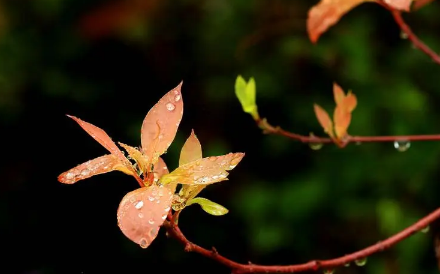 2023清明节不下雨好不好有啥预兆（清明节天气有什么讲究）