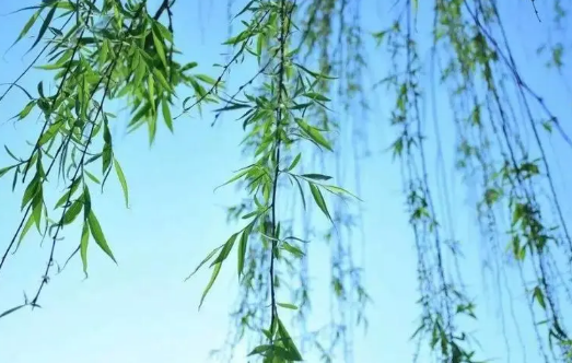 2023年春分为什么吃春菜（春分都可以吃什么）