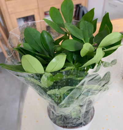 喵街花园的花哪种颜色好看（喵街花园的花是什么牌子）