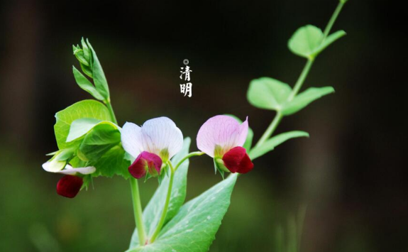 清明节在外地烧纸是当天烧还是前一天烧（清明节在外地烧纸是当天烧还是隔天烧好）