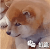 rain郑智薰结婚了吗（韩国男星Rain出轨高尔夫女运动员）