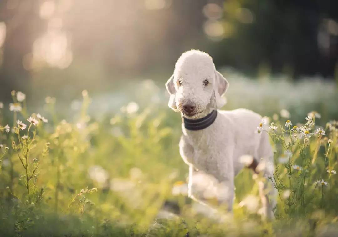 贝灵顿幼犬多少钱一只啊（贝灵顿犬优点缺点简介）