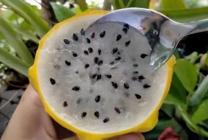 燕窝果要软了才能吃吗（燕窝果怎么吃）