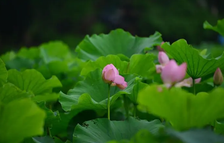2023年7月是夏天吗（2023年夏天是几月到几月）