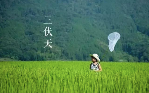 2023三伏第一天是几月几号（2023年三伏天第一天是哪一天）