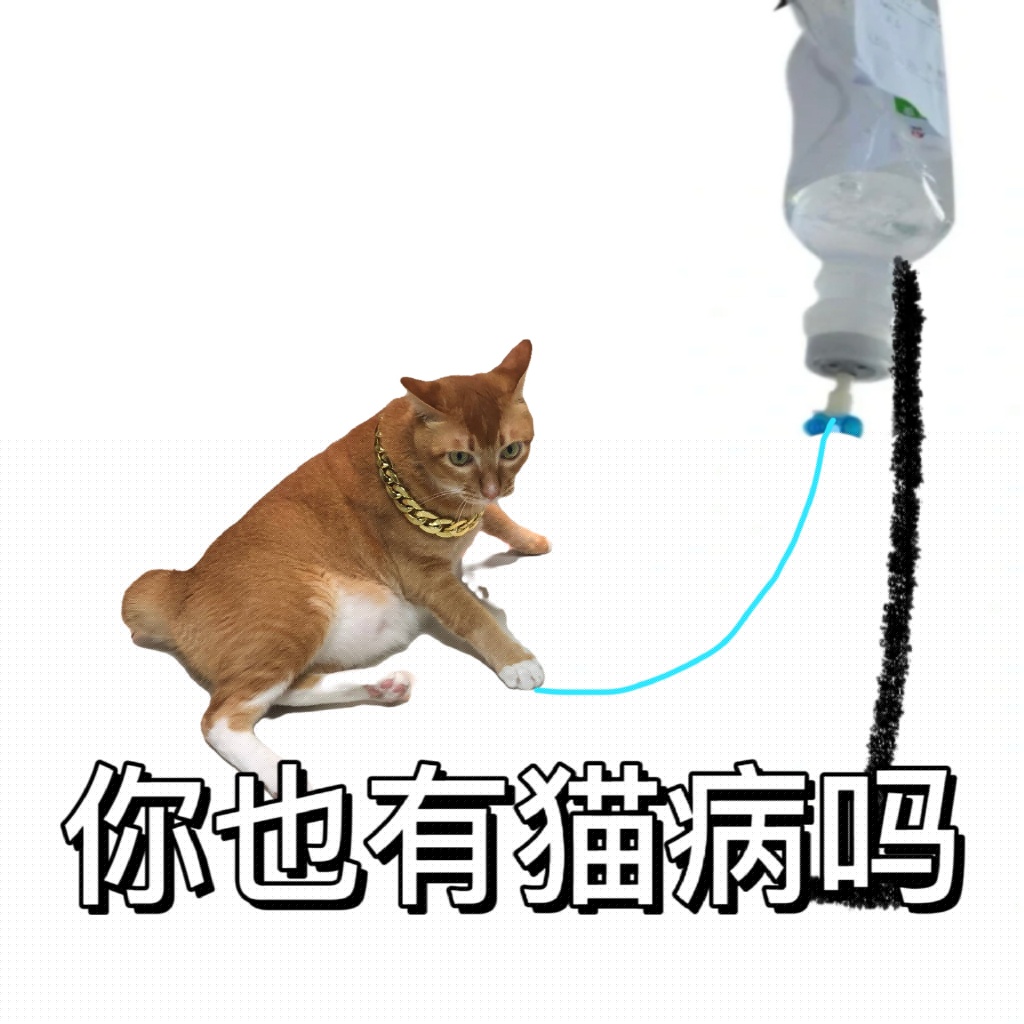网红敦敦是什么品种的猫（敦敦猫咪表情包组图）