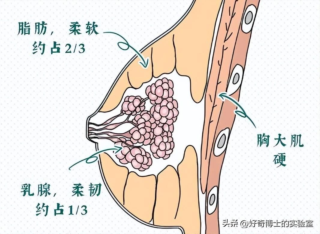 女孩子身体突然软了是怎么回事（女生胸部时软时硬的原因）