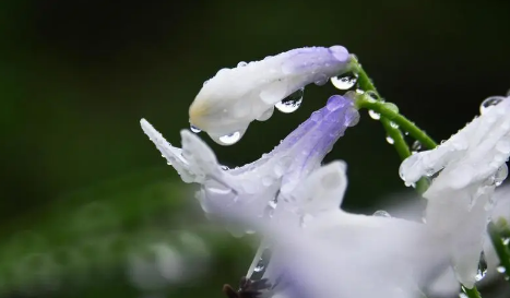 2023年​8月份长白山是雨季吗1