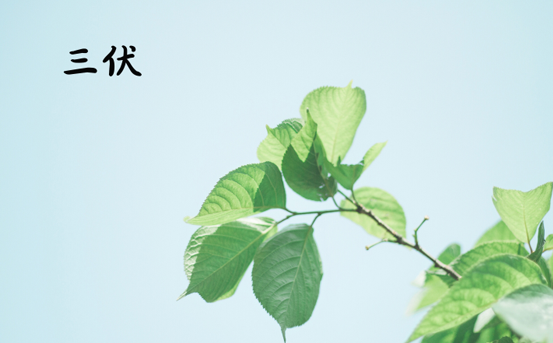 2023三伏第一天是几月几号（2023年三伏天第一天是哪一天）