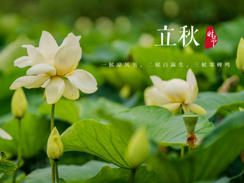 2023年立秋是伏包秋还是秋包伏（2023年是秋包伏吗）