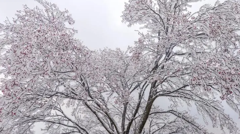 2023年吉林啥时候下雪3